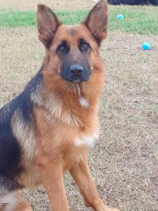 Noemi, pastore tedesco disabile; adozione del cuore Foto 5